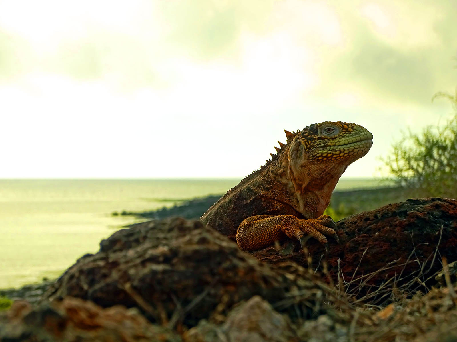 Galapagos